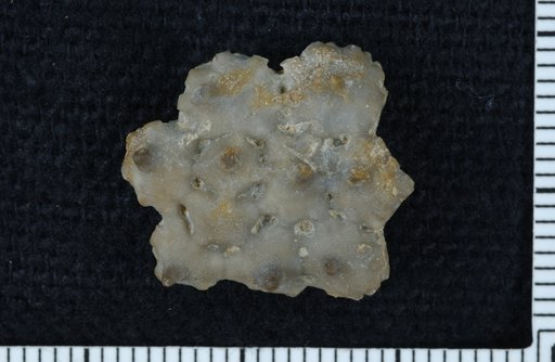 Scyphocrinus mutabilis Springer