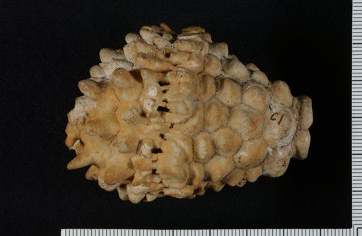 Batocrinus springeranus Bassler