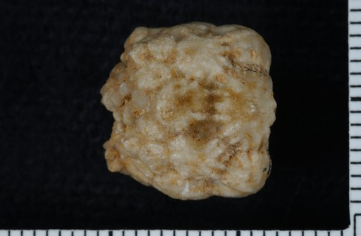Rhodocrinus barrisi var. striatus Wachsmuth & Springer