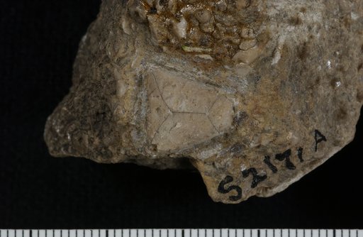 Deltacrinus contractus Ringueberg
