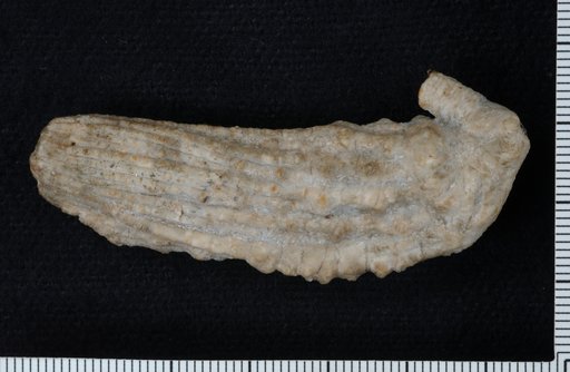 Halysiocrinus robustus Worthen
