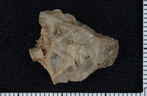 Poteriocrinus wortheni Lyon