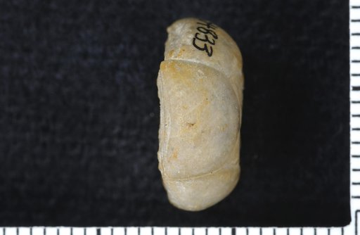 Paradelocrinus regulatus Strimple