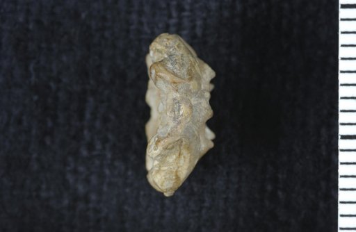 Stellarocrinus texani Strimple