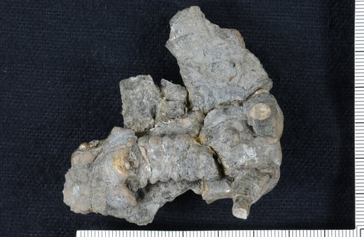Plaxocrinus gloukosensis Strimple