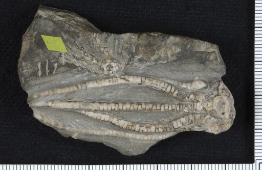 Cymbiocrinus grandis Kirk