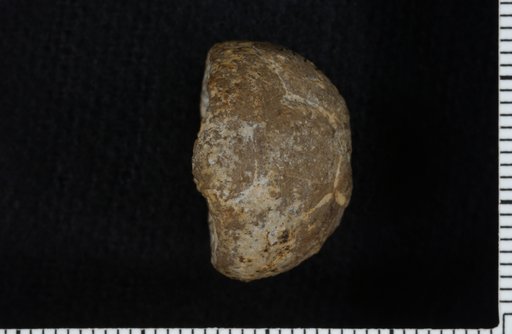 Aesiocrinus tactilis Strimple