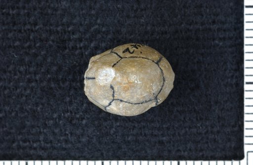Lecythiocrinus fusiformis Strimple