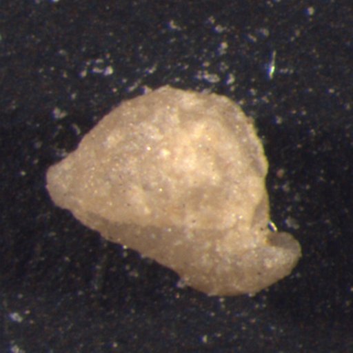 Trophocrinus brevis Strimple & Koenig