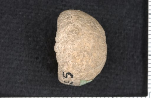 Cryphiocrinus rotundus Kirk