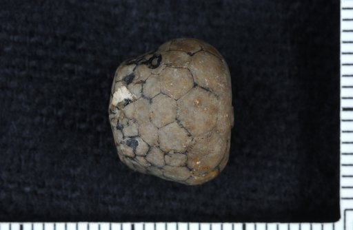 Rhodocrinus wortheni var. urceolatus Wachsmuth & Springer