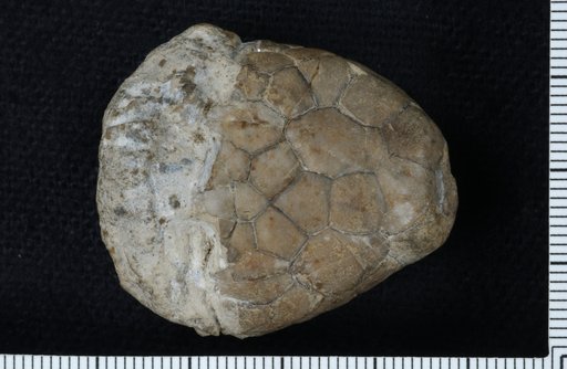 Eucalyptocrinus muralis Ringueberg