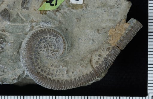 Myelodactylus extensus Springer