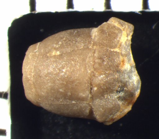 Isoallagecrinus erectus Strimple & Watkins