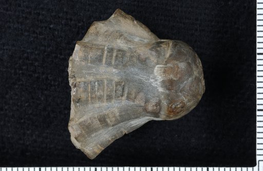 Mantikosocrinus castus Strimple
