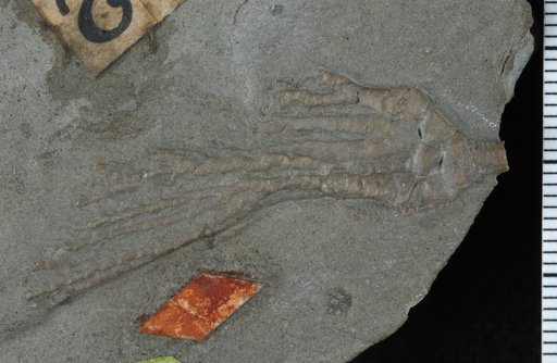 Poteriocrinus tenuidactylus Worthen