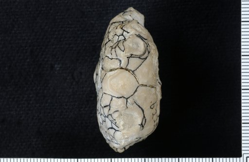 Marsupiocrinus stellatus communis Strimple