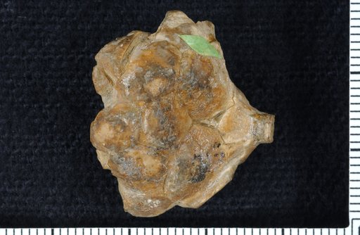 Poteriocrinus ramonaensis Strimple