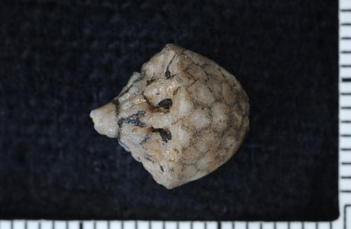 Paragazacrinus rotundus Springer