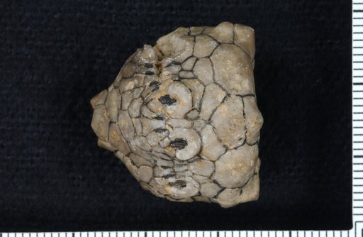 Dolatocrinus pyramidatus Springer