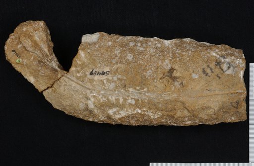 Corythocrinus tenuis Kirk