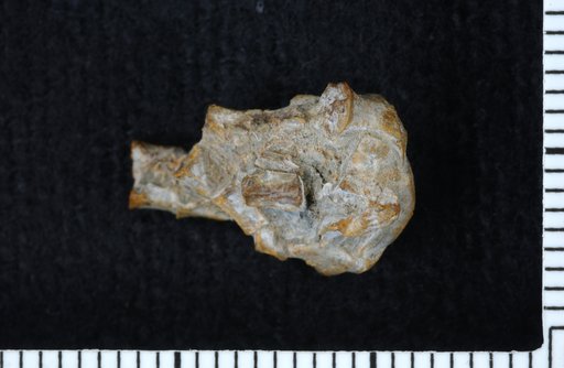 Exocrinus virgilensis Strimple
