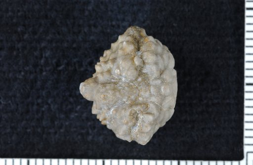 Megaliocrinus exotericus Strimple
