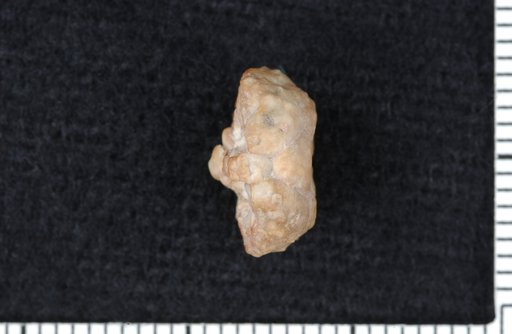 Delocrinus armatura Strimple