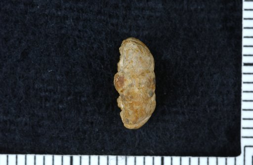 Apographiocrinus quietus Strimple