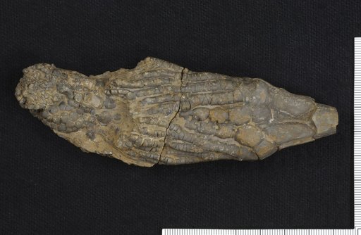 Carinocrinus eventus Strimple