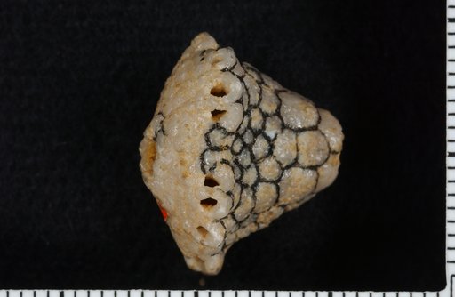 Actinocrinus sobrinus Miller & Gurley