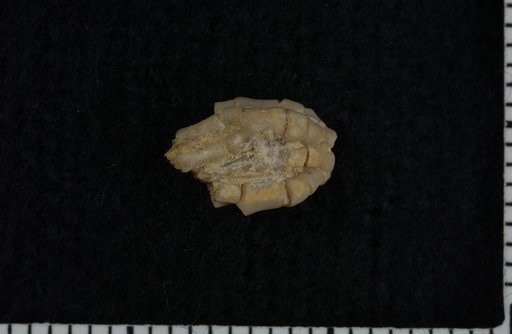 Botryocrinus parcus Strimple