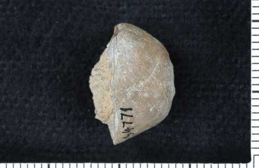 Erisocrinus lustrum Strimple