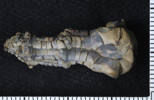 Perimestocrinus planus Strimple