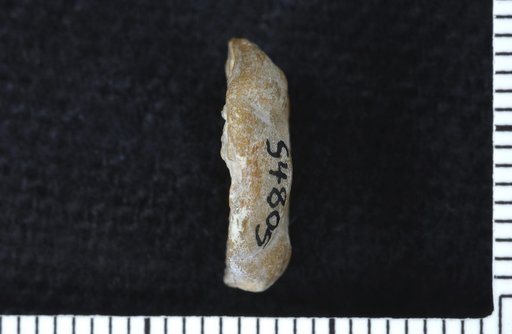 Paradelocrinus disculus Strimple