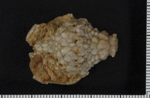 Batocrinus tuberculatus Wachsmuth & Springer