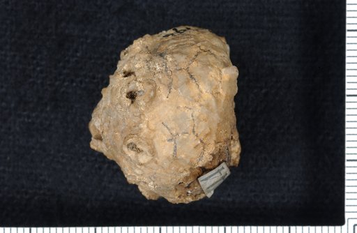 Dolatocrinus lacus Lyon