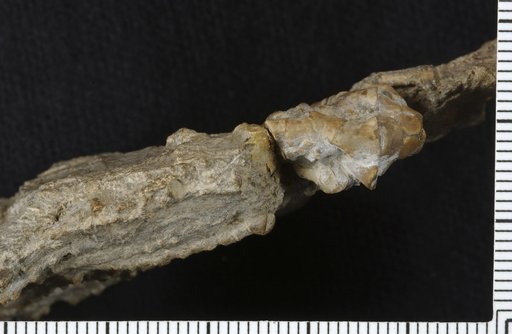 Aphelecrinus planus Strimple