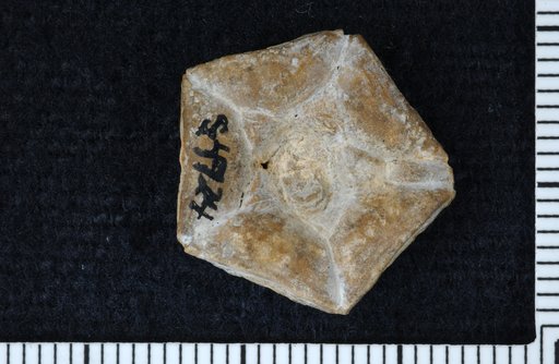 Oklahomacrinus regularis Strimple