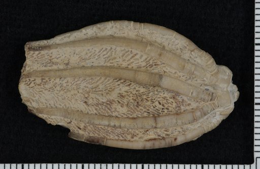 Allocrinus divergens Strimple