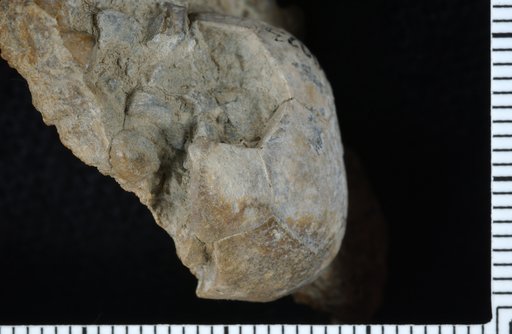 Polusocrinus rosa Strimple