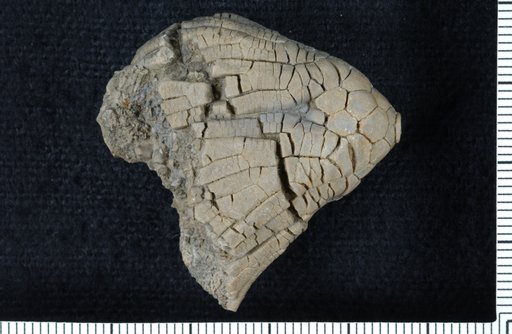Telikosocrinus residuvs Strimple
