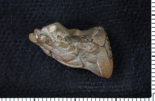 Halysiocrinus springeri Brower