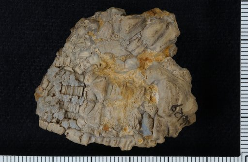 Hylodecrinus robustus Kammer & Ausich