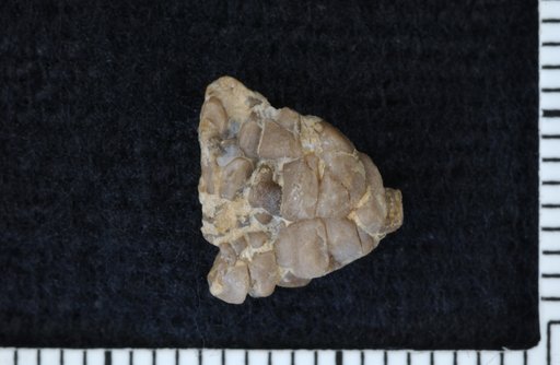 Lecobasicrinus subidus Strimple & Watkins