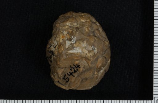 Carabocrinus stellifer Brower & Veinus