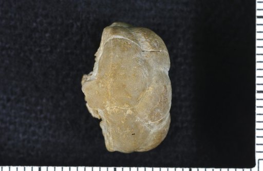 Dicromyocrinus periodus Strimple