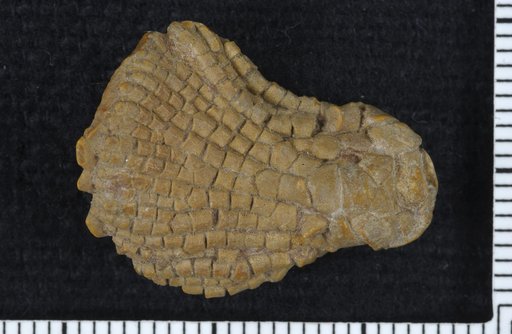 Schistocrinus parvus Moore & Plummer