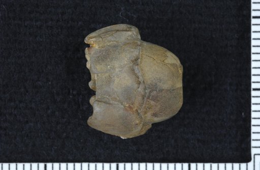 Stomiocrinus conlini Strimple & Watkins