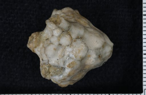 Melocrinus roemeri Wachsmuth & Springer